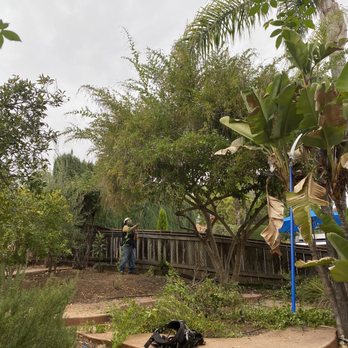 JJ Tree service - a man working on a tree - Tree Services Near Me