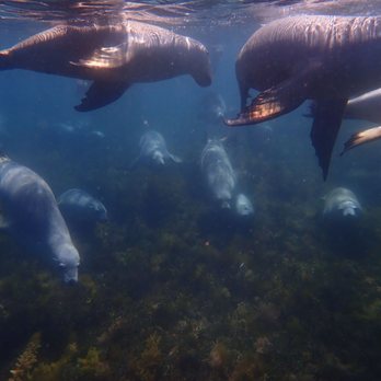 Adventure Bay Charters - Loved our snorkeling adventure with Adventure Bay Charters...amazed at how close we got to the sea lions, how numerous & playful they were! - Travel Services Near Me - Port Lincoln, SA Adventure Bay Charters - Loved our snorkeling adventure with Adventure Bay Charters...amazed at how close we got to the sea lions, how numerous & playful they were! - Travel Services Near Me - Port Lincoln, SA