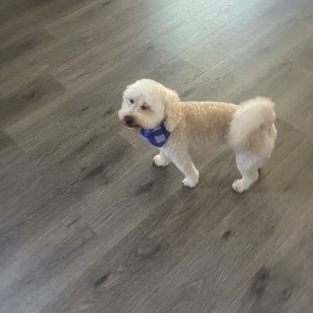 Sam's Home Grooming - Pet Groomers Near Me - Millbrae, California Sam's Home Grooming - Pet Groomers Near Me - Millbrae, California
