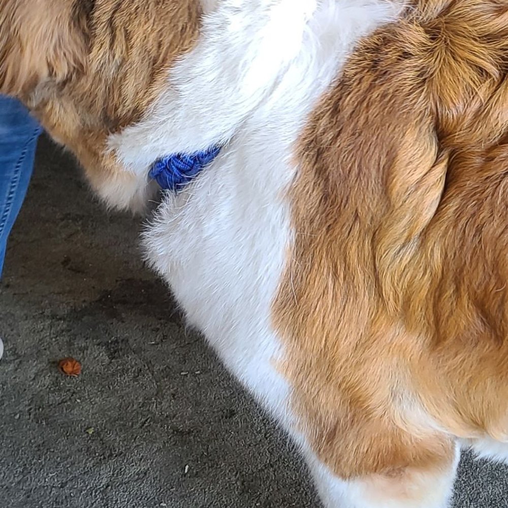 PetSmart - Over cut on the top and neck areas and disentangle tuve his shoulder hair ugh so mad and disappointed - Pet Training Near Me - Mira Loma, California