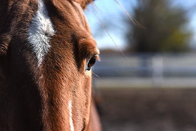 AZ Acres Riding - equestrian in Plainfield, IL