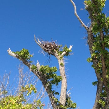 Cayo Costa State Park - Beaches Near Me - Cayo Costa, Florida
