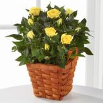 Avas Flowers - This is what was  ordered. - Florists Near Me