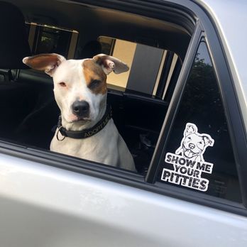 Dog Gone Seattle - Foster Pup, Gabby! - Pet Adoption Near Me