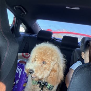 Pet Haven Grooming - Puppy - Pet Groomers Near Me - Burbank, California Pet Haven Grooming - Puppy - Pet Groomers Near Me - Burbank, California