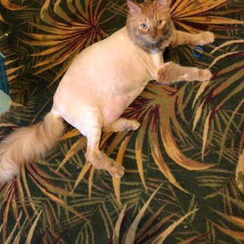 Styleash Paws Mobile Pet Grooming - Rusty very happy his hair cut is over!! - Pet Groomers Near Me Styleash Paws Mobile Pet Grooming - Rusty very happy his hair cut is over!! - Pet Groomers Near Me