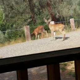 Love seeing the deer that are all around! Love seeing the deer that are all around!