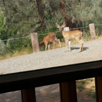 Lewiston Valley Motel - Love seeing the deer that are all around! - Hotels Near Me - Lewiston, California Lewiston Valley Motel - Love seeing the deer that are all around! - Hotels Near Me - Lewiston, California