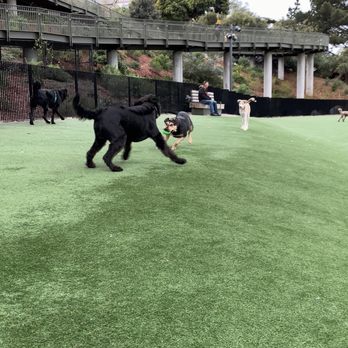 Francisco Park - How are you - Dog Parks Near Me - San Francisco, California