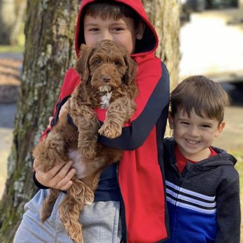 Berrybrook Doodles - Happy puppy pickup day! Gorgeous Australian Labradoodle Puppy raised in home at Berrybrook Doodles - Pet Breeders Near Me Berrybrook Doodles - Happy puppy pickup day! Gorgeous Australian Labradoodle Puppy raised in home at Berrybrook Doodles - Pet Breeders Near Me