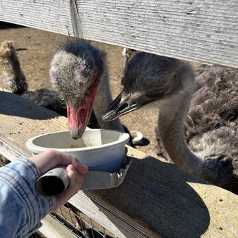 Ostrichland USA - Attraction Farms Near Me - Solvang, California Ostrichland USA - Attraction Farms Near Me - Solvang, California