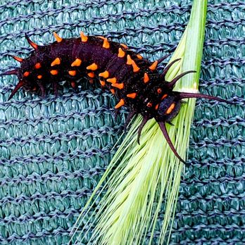 Lake Solano County Park and Campground - Pipevine Swallowtail Caterpillar - Campgrounds Near Me - Winters, California Lake Solano County Park and Campground - Pipevine Swallowtail Caterpillar - Campgrounds Near Me - Winters, California