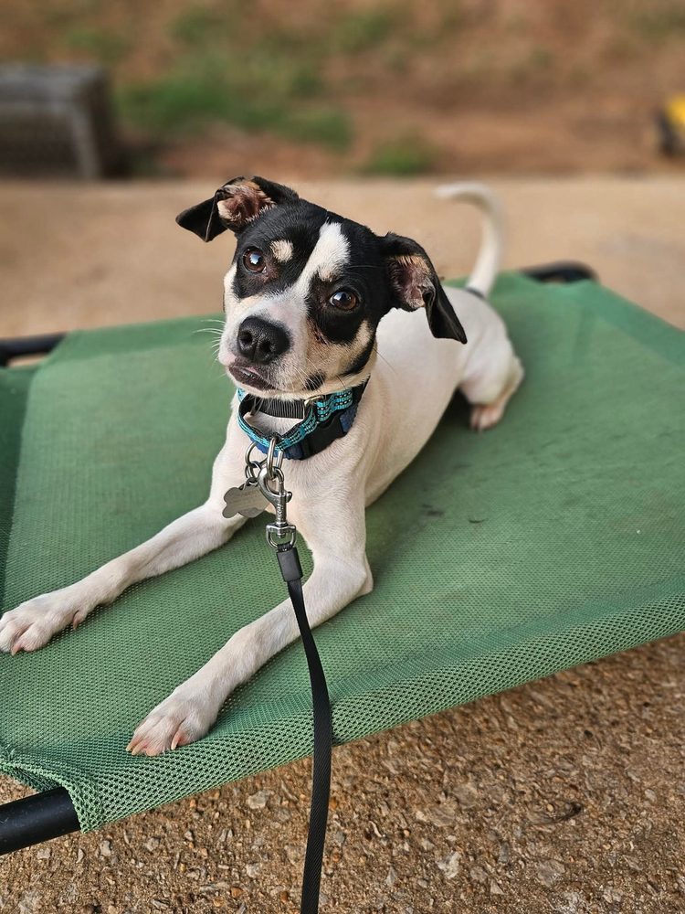 Shoreline K9 - pet boarding facility in Woodstock, AL