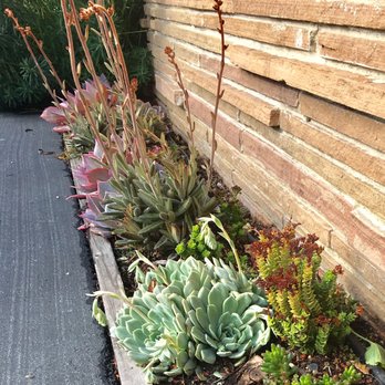 Greensleeves Garden Design - Strip of succulents - Landscape Architects or Designers Near Me Greensleeves Garden Design - Strip of succulents - Landscape Architects or Designers Near Me