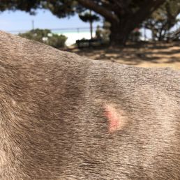 Injuries my Weim got running around tree with huge roots protruding around it. Dangerous and should be removed or covered. Injuries my Weim got running around tree with huge roots protruding around it. Dangerous and should be removed or covered.
