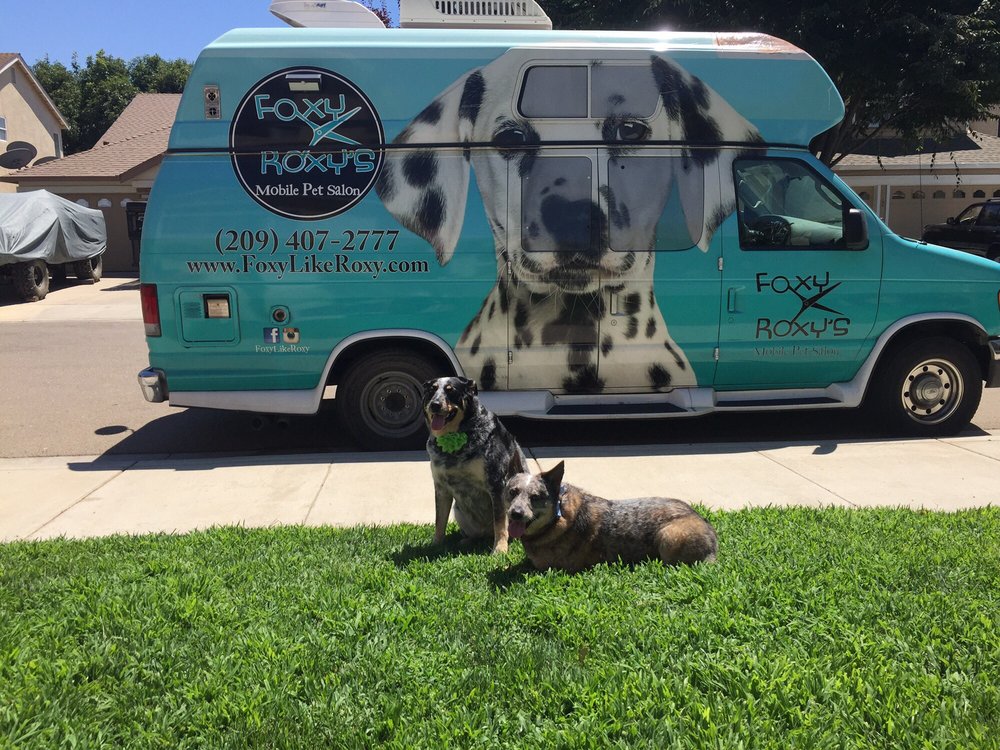 foxy roxy dog groomer