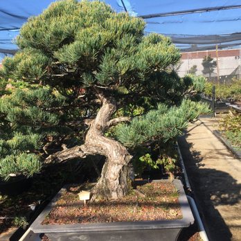 Maruyama Bonsai Nursery - Huge bonsai! - Nurseries & Gardening Near Me - Sacramento, California
