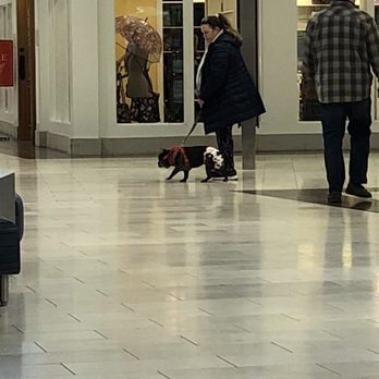 Natick Mall - Dog with a diaper on - Shopping Centers Near Me - Natick, Massachusetts Natick Mall - Dog with a diaper on - Shopping Centers Near Me - Natick, Massachusetts