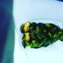 Dudelicious