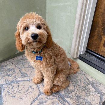 Paws At London Towne - Pet Groomers Near Me - Redondo Beach, California Paws At London Towne - Pet Groomers Near Me - Redondo Beach, California