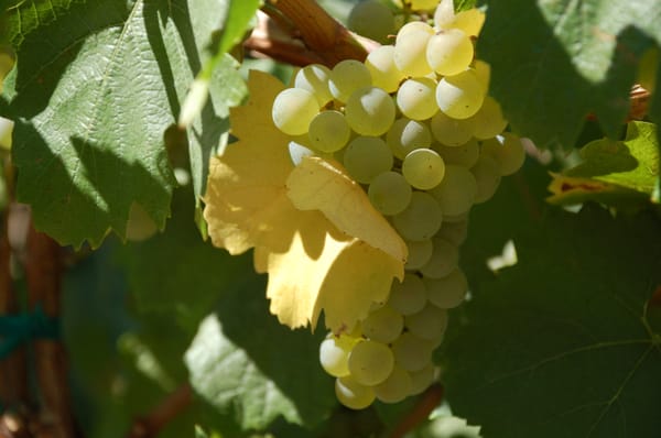 Photo of Sol Stone Winery - Woodinville, WA, US. Viognier Grapes-Elerding Desert Canyon Vineyard
