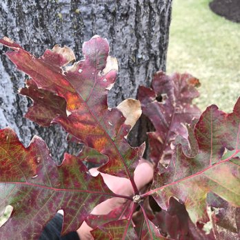 Friendly Tree Care - Oak Wilt in an unfortunate Red Oak. This tree was sadly past saving and had to be removed. - Tree Services Near Me Friendly Tree Care - Oak Wilt in an unfortunate Red Oak. This tree was sadly past saving and had to be removed. - Tree Services Near Me