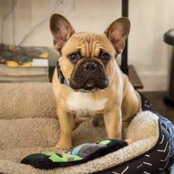 Monty’s Barbershop - Monty's Barbershop; shop pup