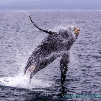 Sea Goddess Whale Watching - Breaching whale. - Whale Watching Tours Near Me - Moss Landing, California Sea Goddess Whale Watching - Breaching whale. - Whale Watching Tours Near Me - Moss Landing, California