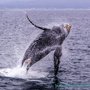 Photo of Sea Goddess Whale Watching