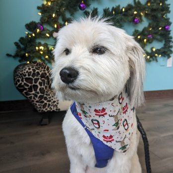 Platinum Pet Spa and More - Pet Groomers Near Me - Troy, Michigan Platinum Pet Spa and More - Pet Groomers Near Me - Troy, Michigan