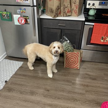 Details by Lisa - After!! 3 - Pet Groomers Near Me - Boonton, New Jersey Details by Lisa - After!! 3 - Pet Groomers Near Me - Boonton, New Jersey