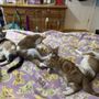 Compassion Pet Care