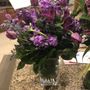 Photo of Stems