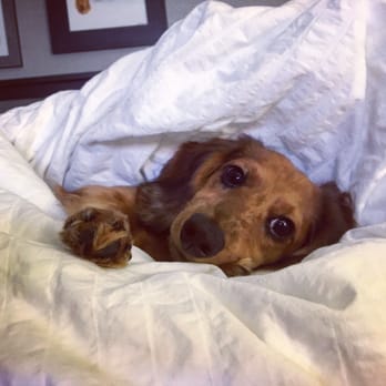 SAGE Veterinary Centers - Campbell - Thanks Sage staff for helping Rocket this evening!! :) - Veterinarians Near Me - Campbell, California