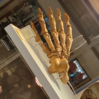 Beautiful Earth - Cave Bear Front Paw. 25-50,000 Years Old - Hobby Shops Near Me - Fort Bragg, California