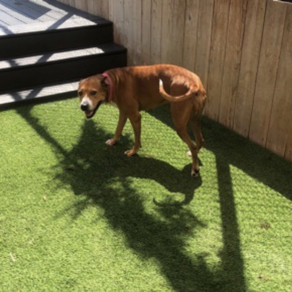 Wag Hotels - Carson - The picture the team emailed me from her visit. - Pet Training Near Me - Carson, California Wag Hotels - Carson - The picture the team emailed me from her visit. - Pet Training Near Me - Carson, California