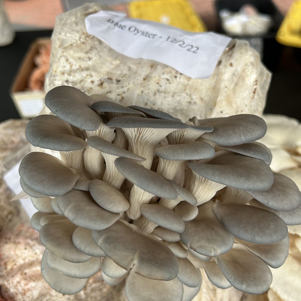 MushyLove - Blue oyster - Specialty Schools Near Me - Citrus Heights, California