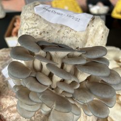MushyLove - Blue oyster