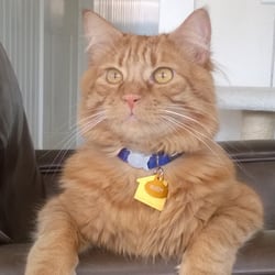 Nantucket Pet Sitter