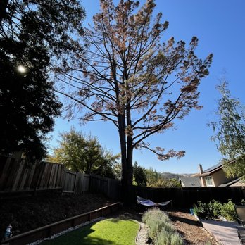 Better City Tree Services Inc. - Tree Services Near Me - Martinez, California