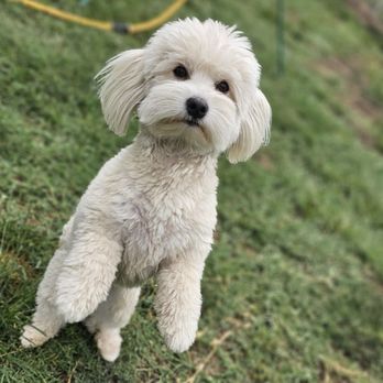 BlooMoon Pet Resort - Pet Training Near Me - Chico, Texas