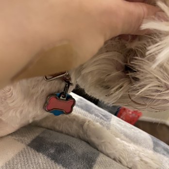 PetSmart Grooming - Something stuck in her beard that they didn't wash when bathing her - Pet Stores Near Me - Durham, North Carolina PetSmart Grooming - Something stuck in her beard that they didn't wash when bathing her - Pet Stores Near Me - Durham, North Carolina
