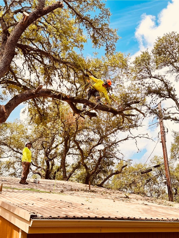 Segovia Tree Service - tree service in San Antonio, TX