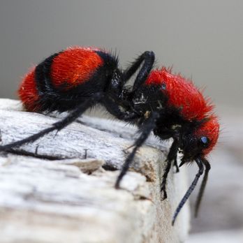 Pest Ops Pest Control - Beautiful, but have a nasty sting. Is this an ant or wasp? - Pest Control Near Me - Knoxville, Tennessee