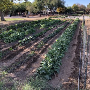 The Farm At South Mountain - Growing greenery - Farms Near Me - Phoenix, Arizona The Farm At South Mountain - Growing greenery - Farms Near Me - Phoenix, Arizona