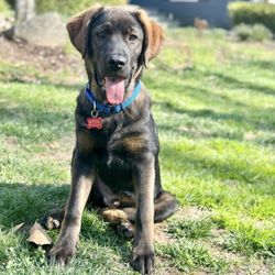 NJSH Pet Rescue