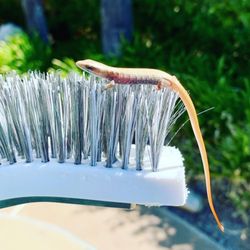 Lagos Pool Tech - Pool brush with a saved lizard found swimming in the water.