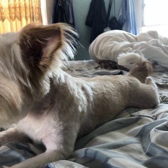 Discount Pets - Pet Groomers Near Me - Anaheim, California Discount Pets - Pet Groomers Near Me - Anaheim, California