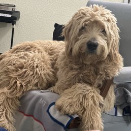Dug my Golden Doodle before grooming. Dug my Golden Doodle before grooming.