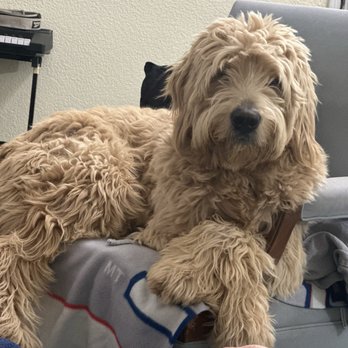 Tailwaggers of AV - Dug my Golden Doodle before grooming. - Pet Groomers Near Me - Lancaster, California Tailwaggers of AV - Dug my Golden Doodle before grooming. - Pet Groomers Near Me - Lancaster, California